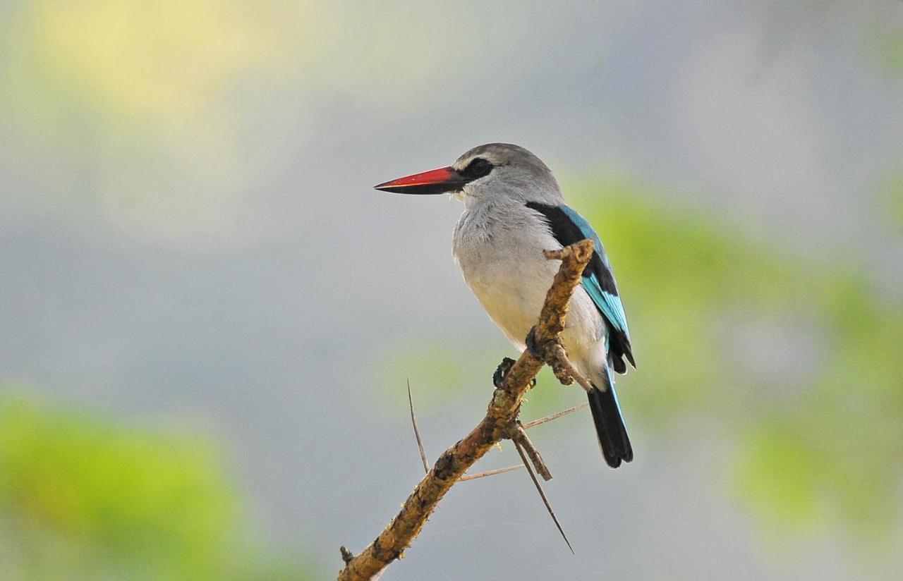 Kihihi Bullbush River Camp المظهر الخارجي الصورة